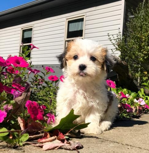 🟥🍁🟥 C.K.C MALE AND FEMALE HAVANESE PUPPIES 🟥🍁🟥 Image eClassifieds4u