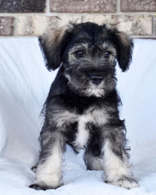 🟥🍁🟥 C.K.C MALE AND FEMALE MINIATURE SCHNAUZER PUPPIES 🟥🍁🟥 Image eClassifieds4u