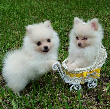 🟥🍁🟥 C.K.C MALE AND FEMALE POMERANIAN PUPPIES 🟥🍁🟥 Image eClassifieds4u