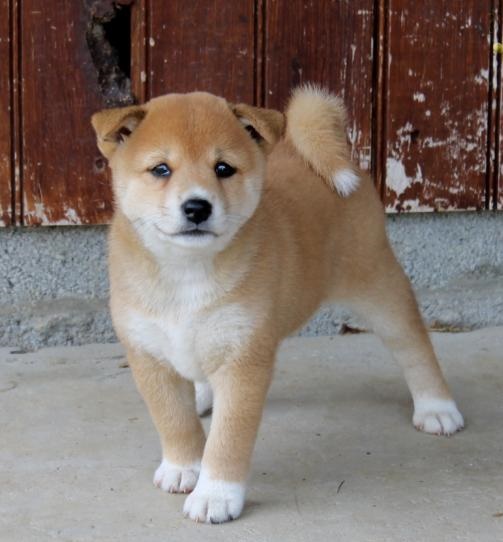 🟥🍁🟥 C.K.C MALE AND FEMALE SHIBA INU PUPPIES 🟥🍁🟥 Image eClassifieds4u