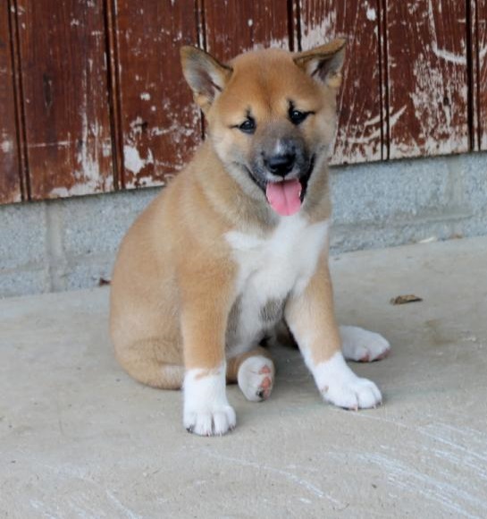 🟥🍁🟥 C.K.C MALE AND FEMALE SHIBA INU PUPPIES 🟥🍁🟥 Image eClassifieds4u
