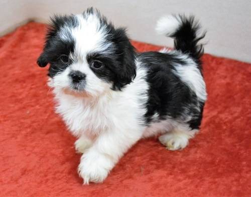 🟥🍁🟥 C.K.C MALE AND FEMALE SHIH TZU PUPPIES 🟥🍁🟥 Image eClassifieds4u