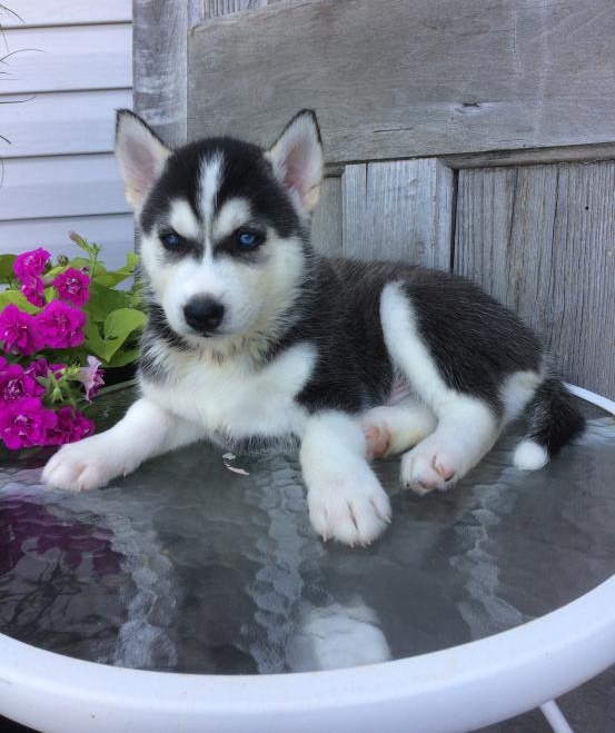🟥🍁🟥 C.K.C MALE AND FEMALE SIBERIAN HUSKY PUPPIES 🟥🍁🟥 Image eClassifieds4u