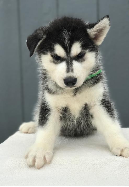 🟥🍁🟥 C.K.C MALE AND FEMALE SIBERIAN HUSKY PUPPIES 🟥🍁🟥 Image eClassifieds4u