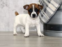 Adorable Jack Russell Terrier puppies ready for new home
