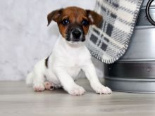 Adorable Jack Russell Terrier puppies ready for new home