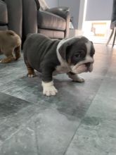 English bulldog Puppies ready for new home!Email petsfarm21@gmail.com or text (831)-512-9409