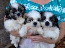 Shih Tzu Puppies available for rehoming