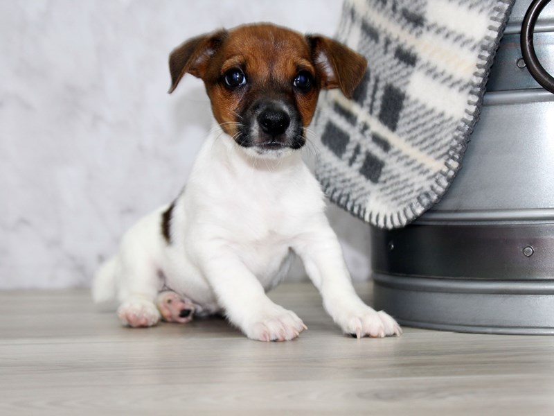 Adorable Jack Russell Terrier puppies ready for new home Image eClassifieds4u