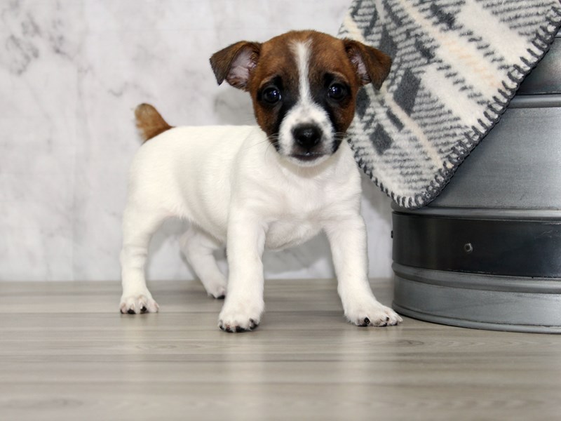 Adorable Jack Russell Terrier puppies ready for new home Image eClassifieds4u