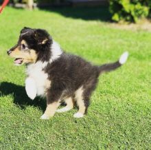 🟥🍁🟥 C.K.C MALE AND FEMALE SHELTIE PUPPIES 🟥🍁🟥 Image eClassifieds4u 2