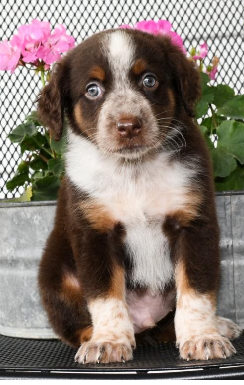 🟥🍁🟥 CANADIAN MALE AND FEMALE AUSTRALIAN SHEPHERD PUPPIES AVAILABLE Image eClassifieds4u