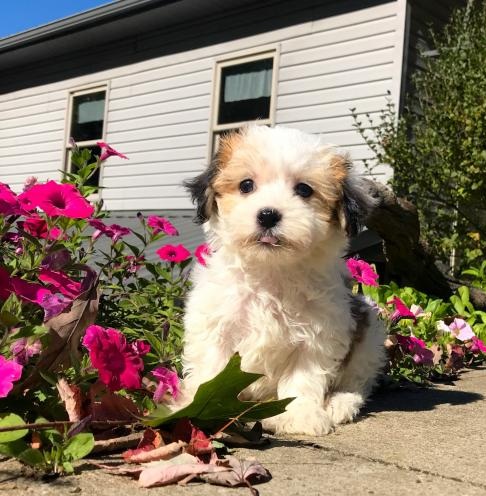 🟥🍁🟥 CANADIAN MALE AND FEMALE MALTIPOO PUPPIES AVAILABLE Image eClassifieds4u