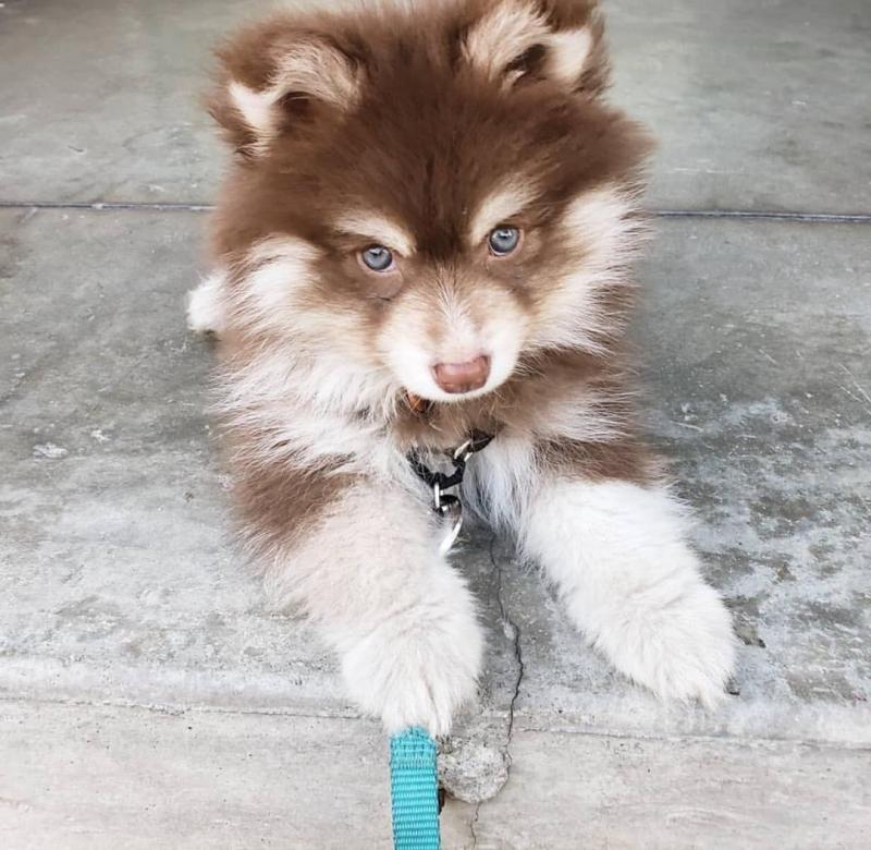 🟥🍁🟥 CANADIAN MALE AND FEMALE SHELTIE PUPPIES AVAILABLE Image eClassifieds4u