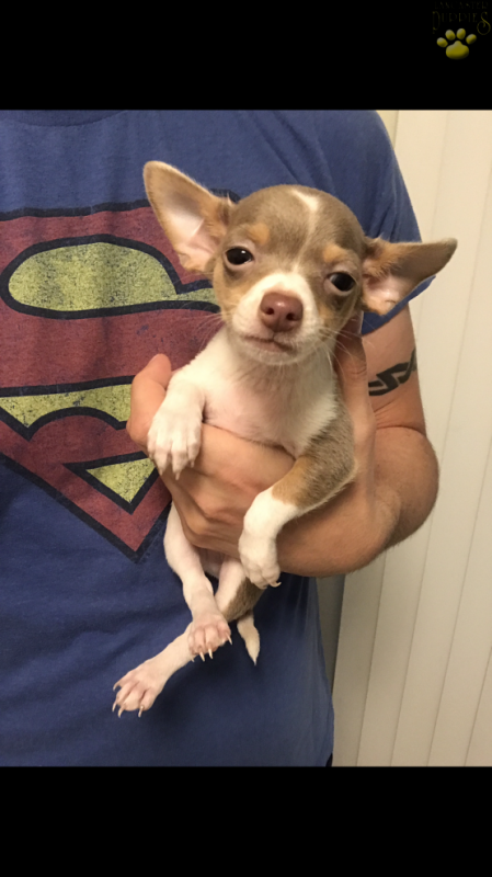 🟥🍁🟥C.K.C MALE AND FEMALE CHIHUAHUA PUPPIES AVAILABLE🟥🍁🟥 Image eClassifieds4u
