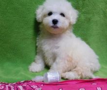 🟥🍁🟥 CANADIAN 🎄 Bichon Frise Puppies ✿✿🏠💕Delivery is possible 🌎�