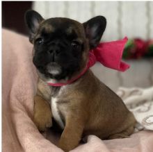 French Bulldog Puppies