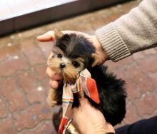 Miniature Yorkshire terrier Mini