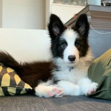 pretty border collie puppies for adoption