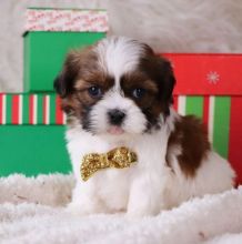 SHIH TZU pedigree puppy chocolate, white & black