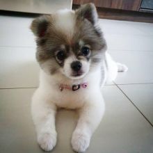 Smart pomsky puppies for adoption.(ethanraymond750@gmail.com)