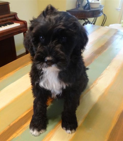 C.K.C MALE AND FEMAL Portuguese Water Dog AVAILABLE️ Image eClassifieds4u