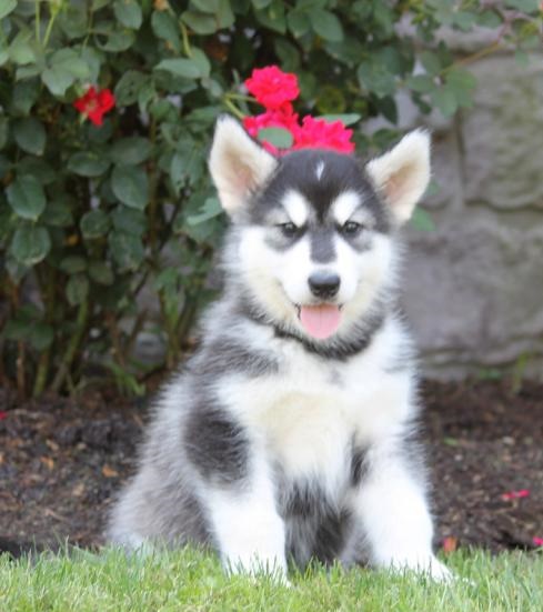C.K.C MALE AND FEMALE ALASKAN MALAMUTE PUPPIES AVAILABLE Image eClassifieds4u