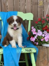 🟥🍁🟥 CANADIAN MALE AND FEMALE AUSTRALIAN SHEPHERD PUPPIES AVAILABLE Image eClassifieds4u 2