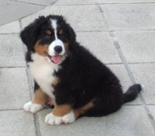🟥🍁🟥 CANADIAN MALE AND FEMALE Bernese Mountain Dog PUPPIES AVAILABLE Image eClassifieds4u 2