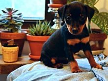 🟥🍁🟥 CANADIAN Miniature Pinscher Puppies 🏠💕Delivery is possible🌎� Image eClassifieds4u 2