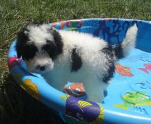 C.K.C MALE AND FEMAL Portuguese Water Dog AVAILABLE️ Image eClassifieds4u 3