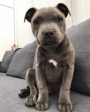 Lovely cute Blue Nose Pitbull puppies for adoption Image eClassifieds4U