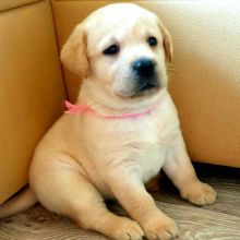 pretty labrador retriever puppies for free adoption Image eClassifieds4U