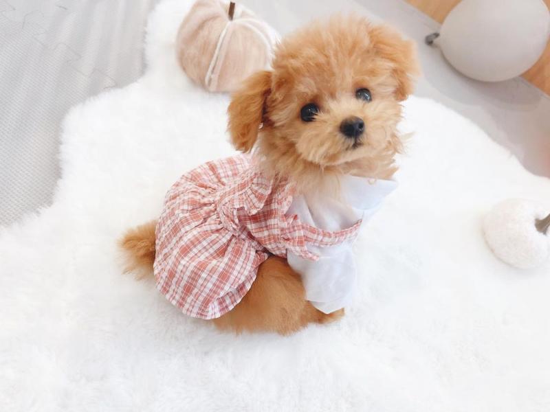 🟥🍁🟥 CANADIAN TOY POODLE PUPPIES AVAILABLE 🟥🍁🟥 Image eClassifieds4u