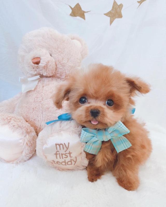 🟥🍁🟥 CANADIAN TOY POODLE PUPPIES AVAILABLE 🟥🍁🟥 Image eClassifieds4u