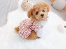 🟥🍁🟥 CANADIAN TOY POODLE PUPPIES AVAILABLE 🟥🍁🟥