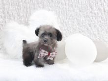 🟥🍁🟥 CANADIAN TOY POODLE PUPPIES AVAILABLE 🟥🍁🟥