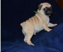 charming looking pug puppies for adoption