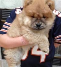 Chow CHow Puppies available for clean homes