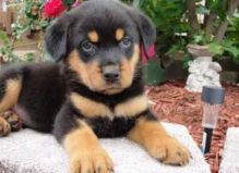 CUTE AND GOOD LOOKING ROTTWEILER PUPPIES FOR RE-HOMING