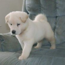 HAVE CUTE AKITA PUPPIES FOR ADOPTION