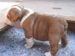 English Bulldog Puppies Available Image eClassifieds4u