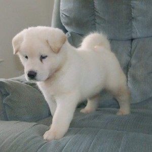 HAVE CUTE AKITA PUPPIES FOR ADOPTION Image eClassifieds4u
