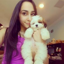 π₯ππ₯ ADORABLE CANADIAN ππLHASA APSO ππPUPPIES π₯ππ₯ Image eClassifieds4u 3