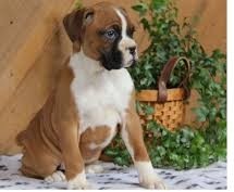 Boxer Puppies Image eClassifieds4U