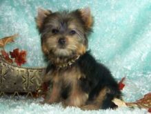 Marvellous Teacup Yorkie Puppies!! Image eClassifieds4U