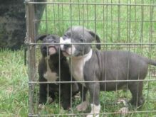 merican Pitbull Puppies Available Now Image eClassifieds4U