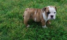 Two Wonderful English Bulldog Puppies for Adoption Image eClassifieds4U