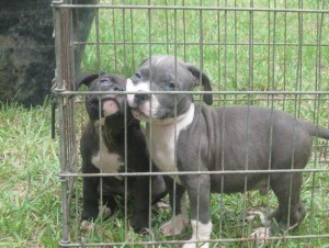 merican Pitbull Puppies Available Now Image eClassifieds4u