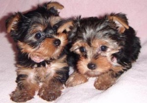 Yorkshire Terrier Puppies for Adoption Image eClassifieds4u